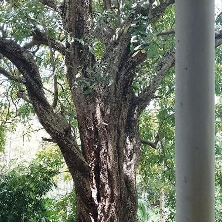 Kon Tree Shade Apartment Dambulla Bagian luar foto