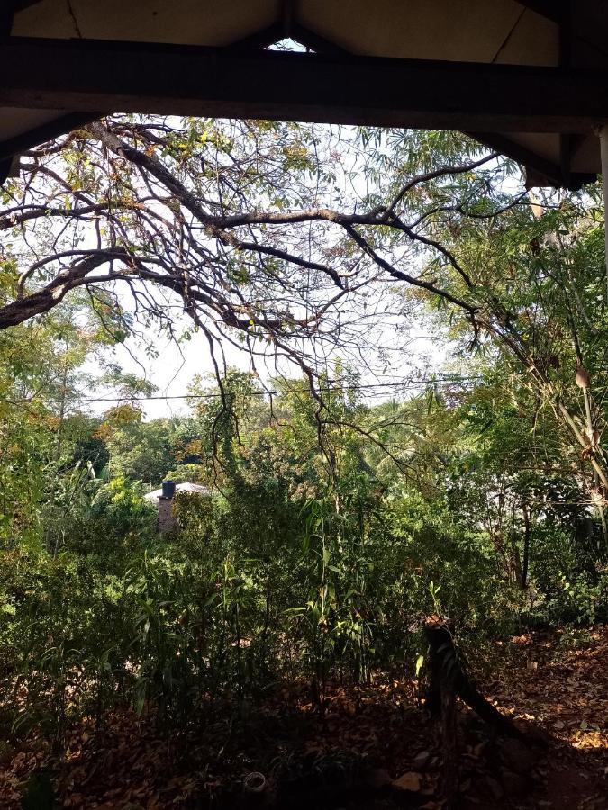 Kon Tree Shade Apartment Dambulla Bagian luar foto