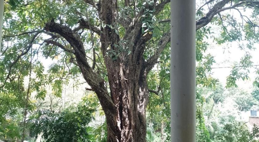 Kon Tree Shade Apartment Dambulla Bagian luar foto